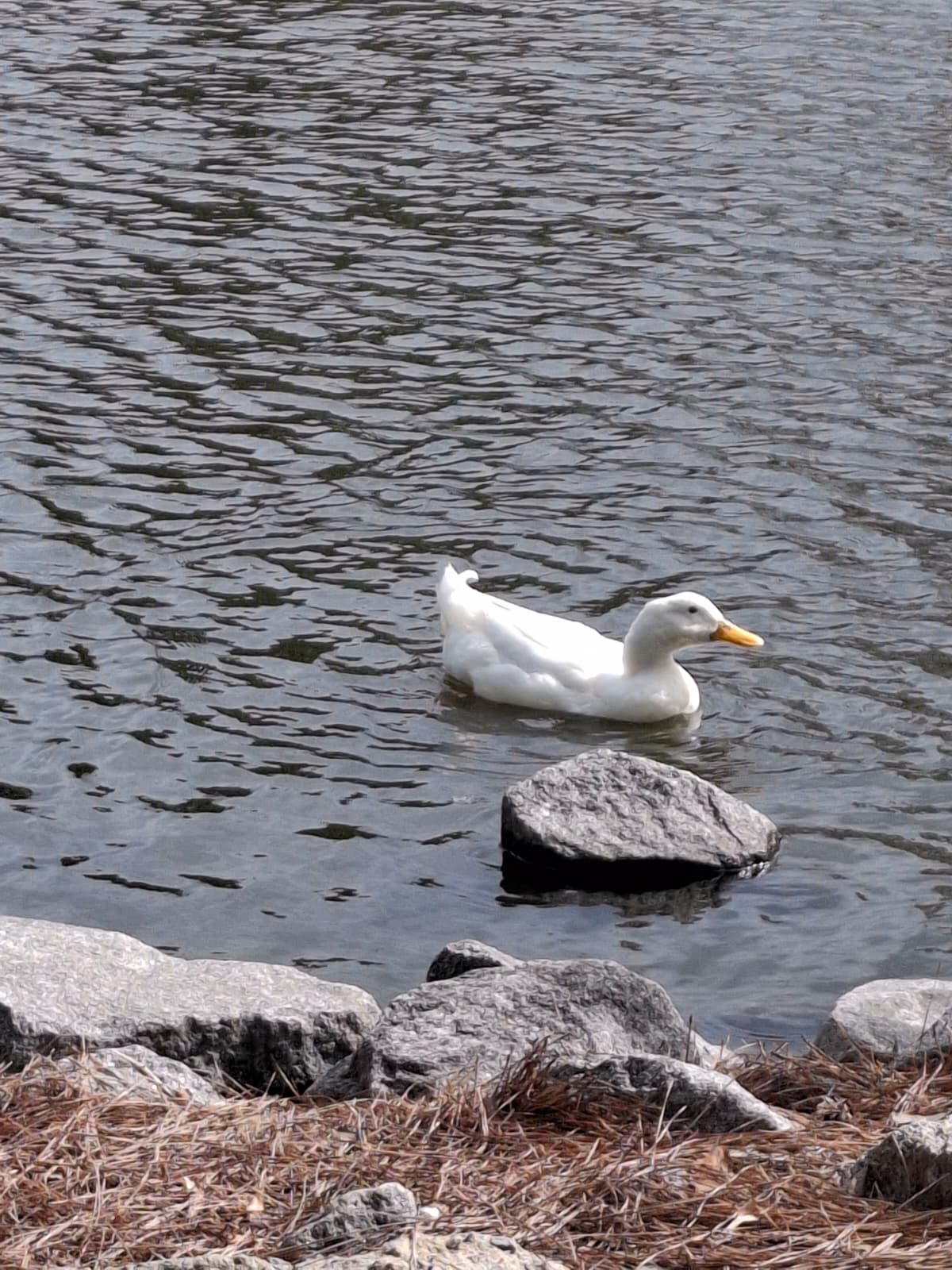 Duck - Nature Photography by Naomi